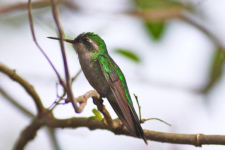 Private Tour: Birdwatching Cozumel Island - Image 1