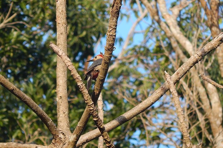 Private Tour: Birdwatching Cozumel Island - Image 4
