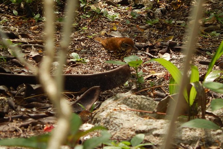 Private Tour: Birdwatching Cozumel Island - Image 3