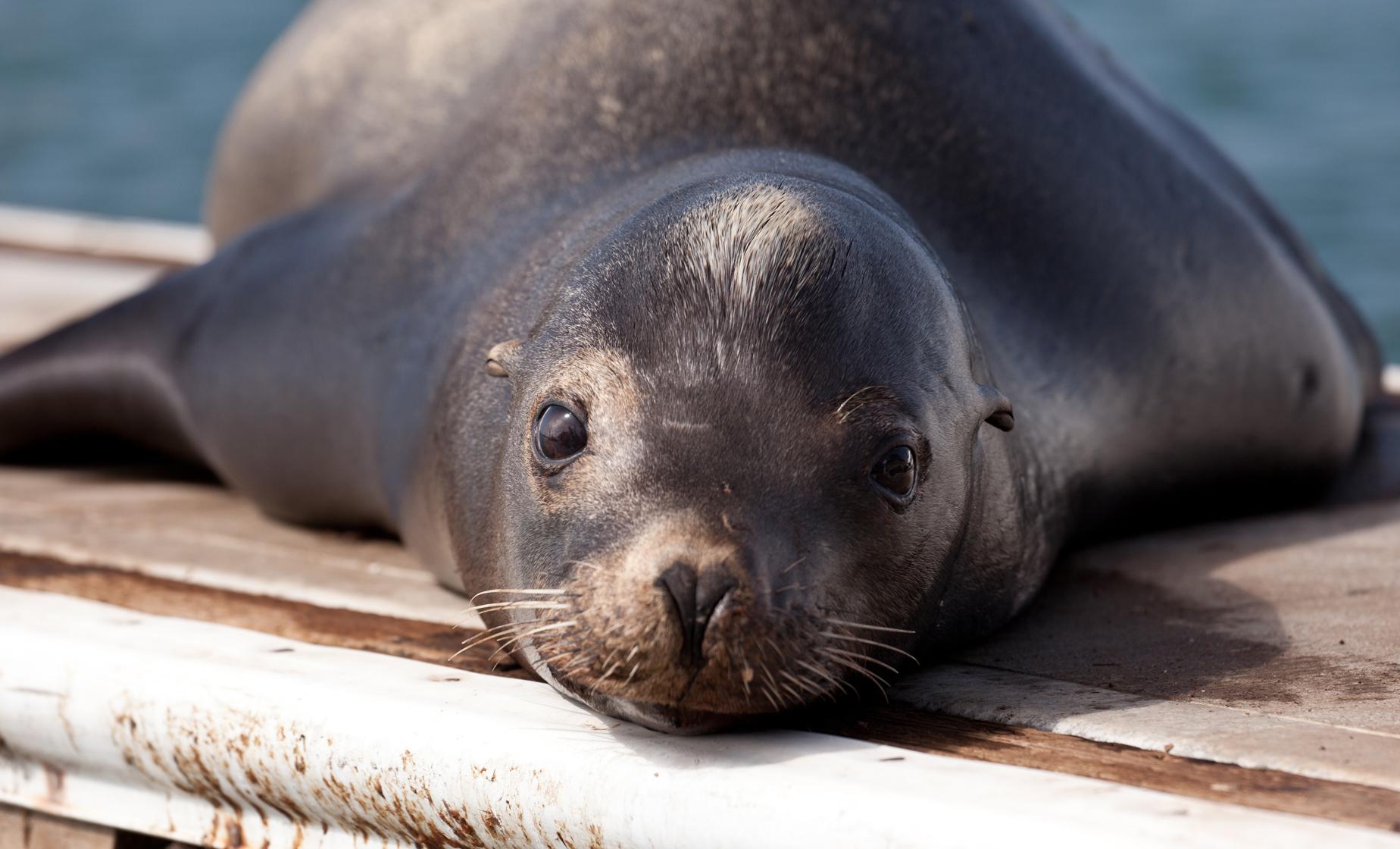 Sea Lion Encounter and Chankanaab Park - Image 1