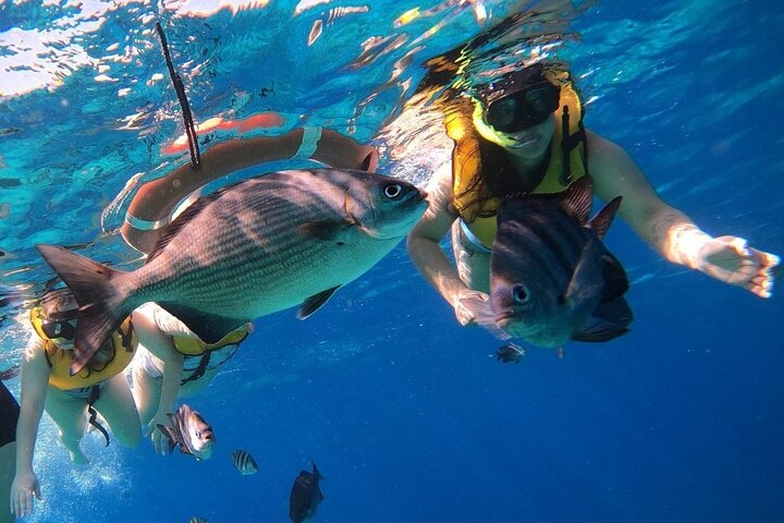 Snorkel along the coast, explore two reefs by Chivis del Mar  - Image 4