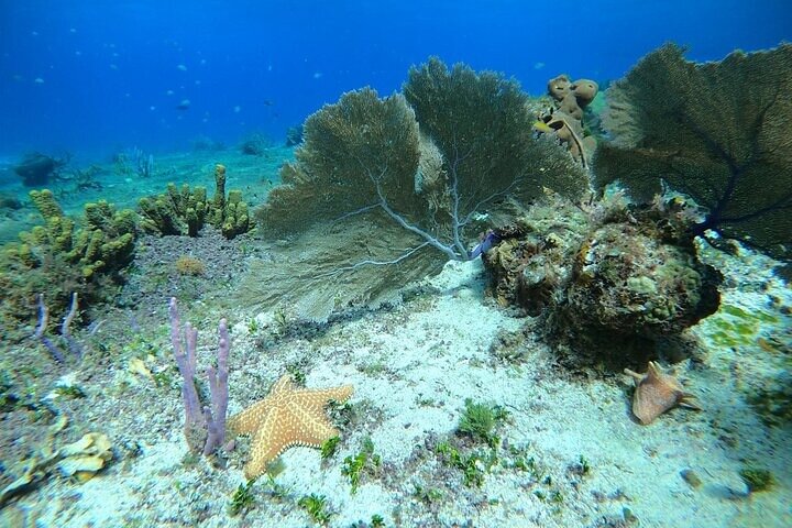 Snorkel along the coast, explore two reefs by Chivis del Mar  - Image 1