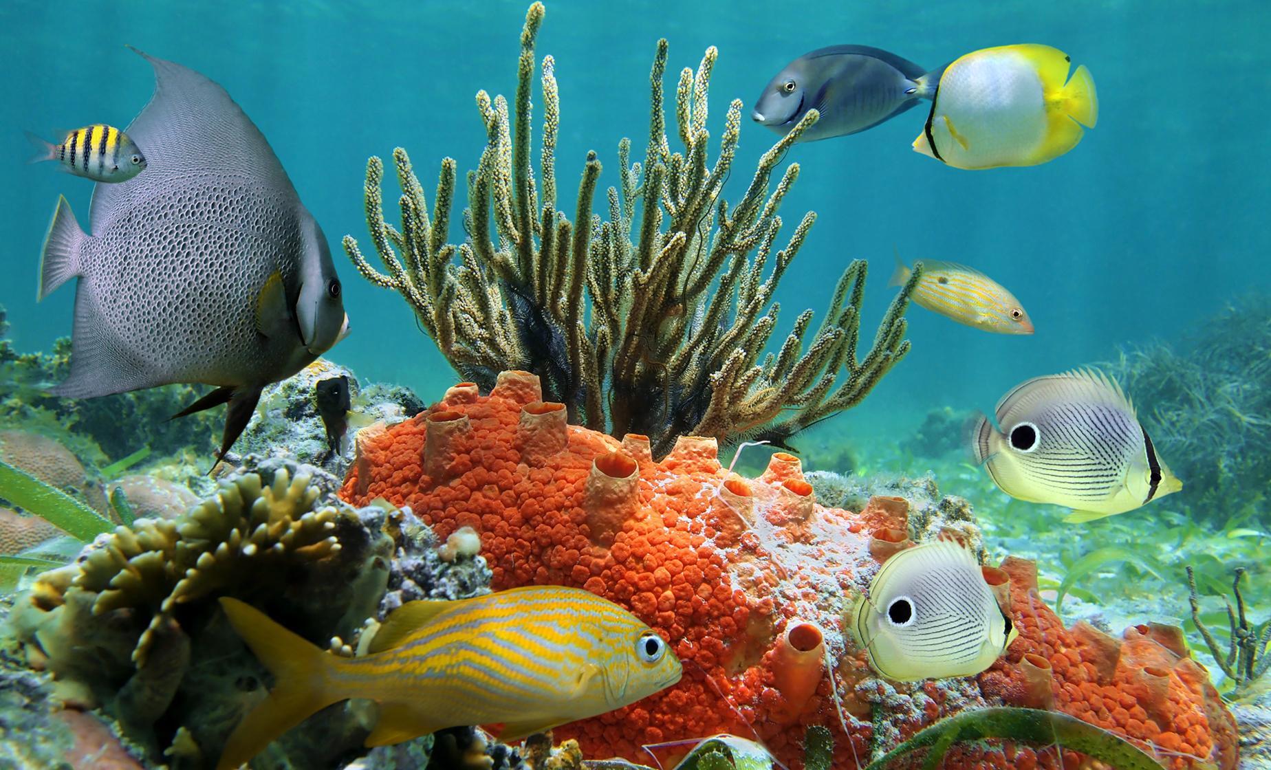 Snorkel El Cielo and Colombia Reef with Playa Mia - Image 1