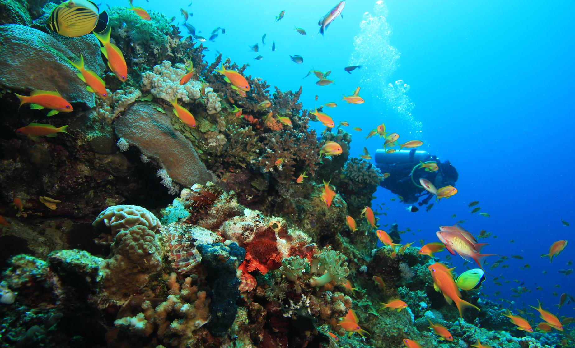 Two Tank Certified Dive - Image 1