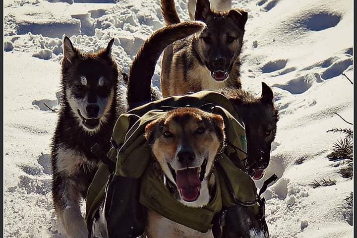Kennel Visit & Short Husky Ride - Image 4