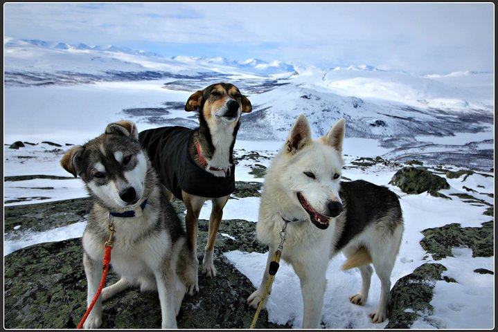 Kennel Visit & Short Husky Ride - Image 1