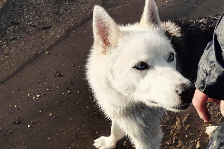 Kennel Visit & Short Husky Ride - Image 3