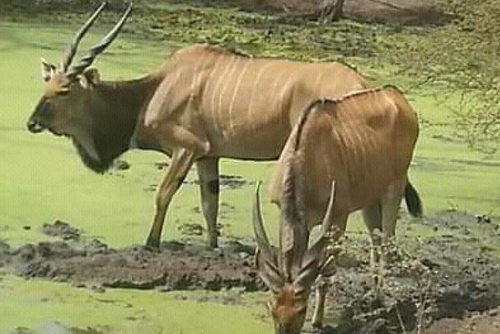 Bandia Animals Reserve combined With The Pink Lake - Image 5