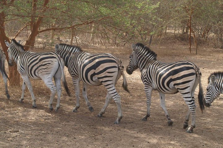 Half-Day Somone Lagoon and Bandia Park Safari from Dakar - Image 1