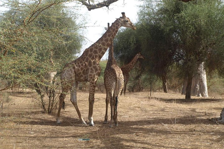 Half-Day Somone Lagoon and Bandia Park Safari from Dakar - Image 3