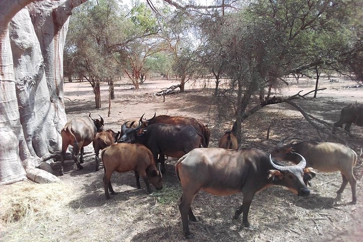 Half Day Tour :Bandia Animals Reserve - Image 2