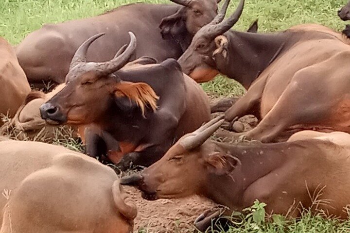 Half Day Tour :Bandia Animals Reserve - Image 5