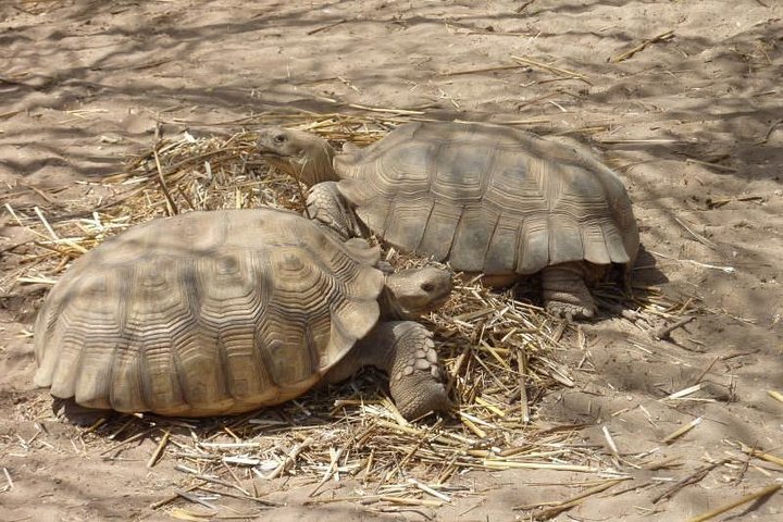 Lac Rose and Noflaye Tortoise Park - Image 2