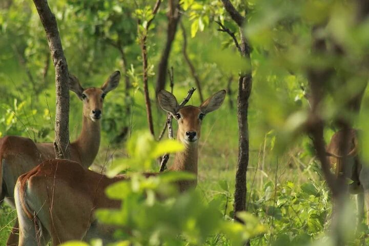 Private 10-Days Parks and Bassari Country Tour  - Image 4