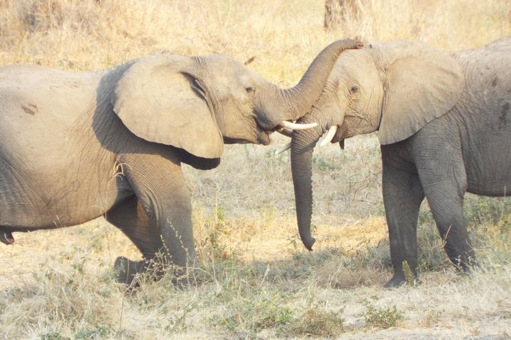 1 Night / 2 days at Mikumi National Park - Image 2