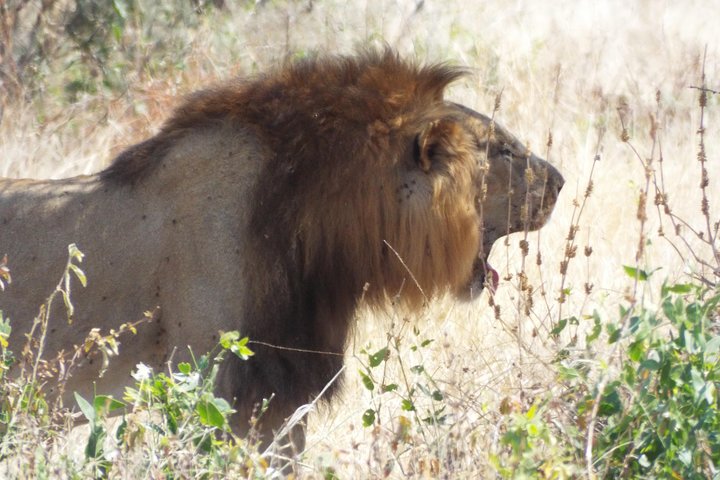 1 Night / 2 days at Mikumi National Park - Image 3
