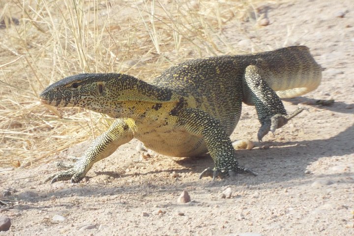 1 Night / 2 days at Mikumi National Park - Image 5