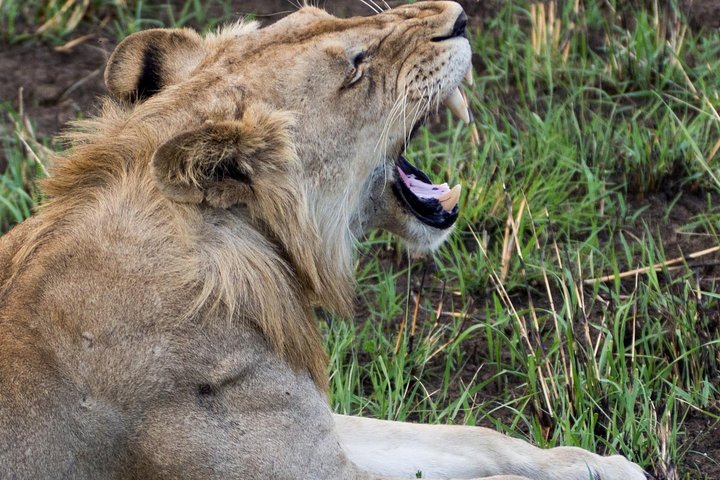 10-Day Nature Wildlife Experience Safari with Boat Trip - Image 3