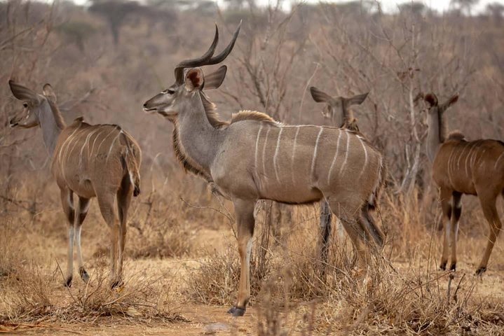 10-Day Nature Wildlife Experience Safari with Boat Trip - Image 4
