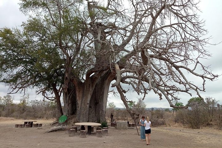 13 Days South and Eastern Tanzania Safari and Historical Sites. - Image 1