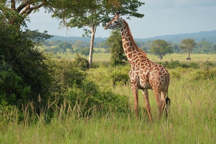  2-Day and 1 night Mikumi Safari Game Drive - Image 5