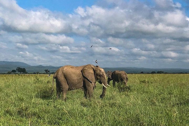  2-Day and 1 night Mikumi Safari Game Drive - Image 2