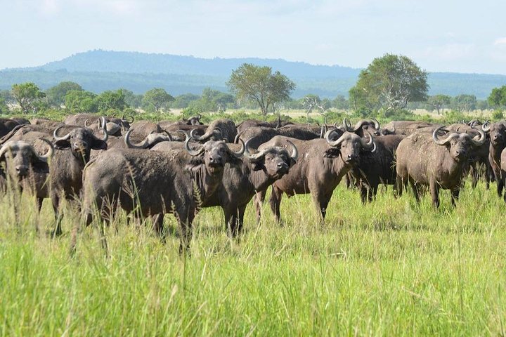  2-Day and 1 night Mikumi Safari Game Drive - Image 4