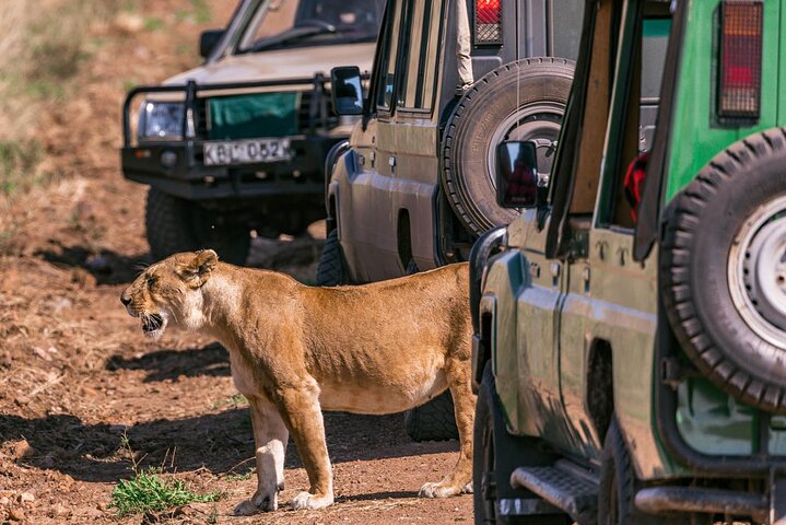 2-Day Nyerere National Park , Boat Safari & Game Drive - Image 2