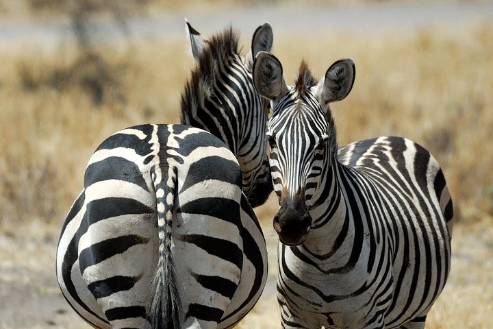 2-Day Nyerere National Park , Boat Safari & Game Drive - Image 5