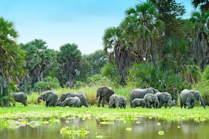2-Day Nyerere National Park , Boat Safari & Game Drive - Image 4