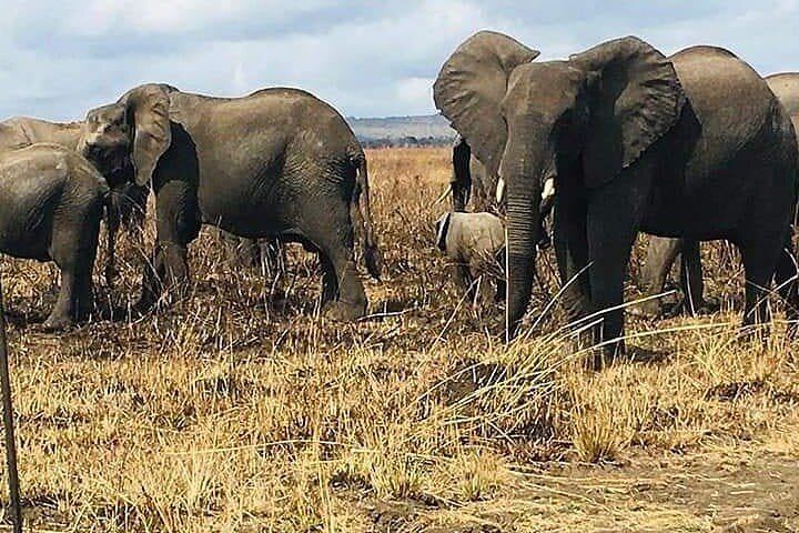 2-Day Private Mikumi National Park Tour from Dar es Salaam - Image 2