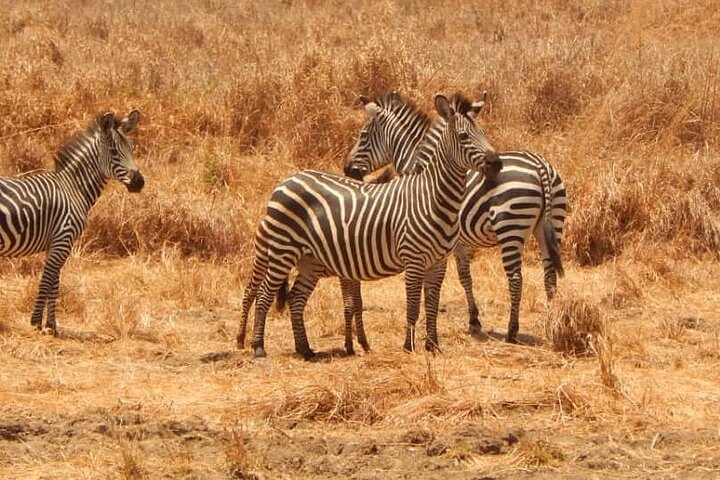 2-Day Private Mikumi National Park Tour from Dar es Salaam - Image 4