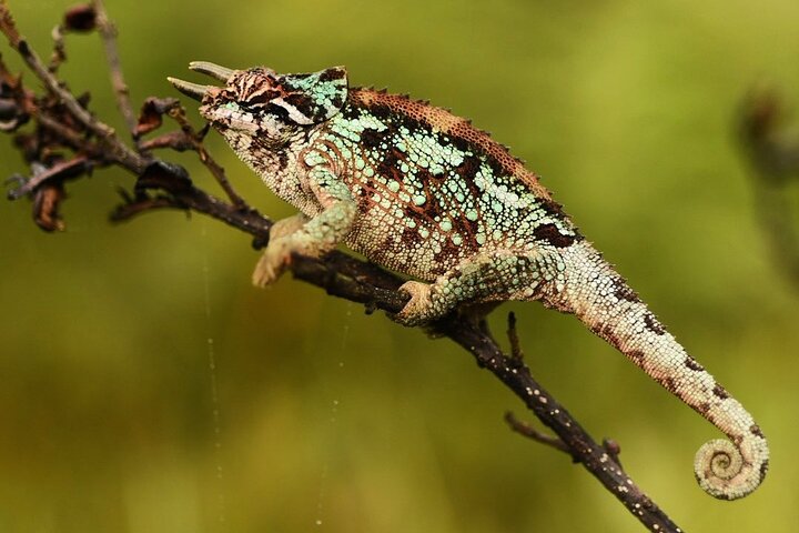 2-Day Private Mikumi National Park Tour from Dar es Salaam - Image 1