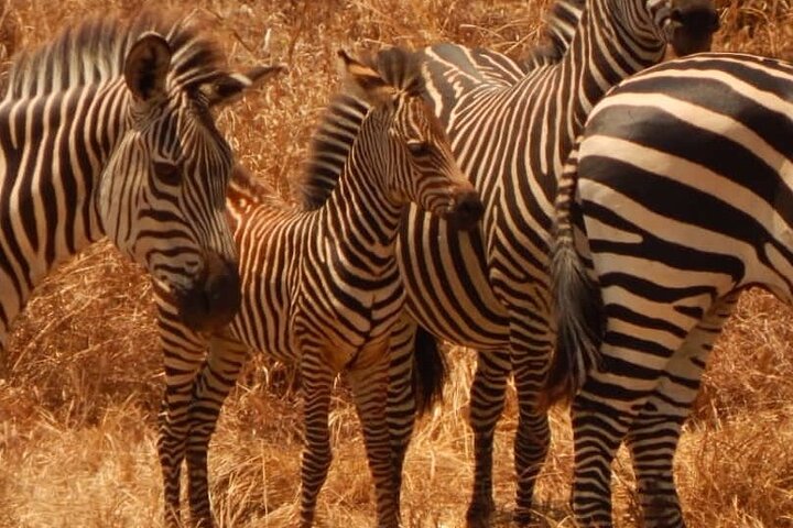 2-Day Private Mikumi National Park Tour from Dar es Salaam - Image 5
