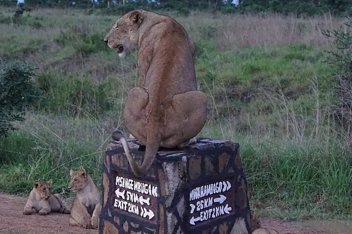 2-Day Private Mikumi National Park Tour from Dar es Salaam - Image 3