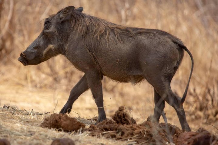 2 Day Wildlife Experience and Masai Culture Mikumi Park - Image 5