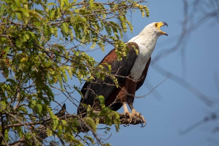 2 Day Wildlife Experience and Masai Culture Mikumi Park - Image 2