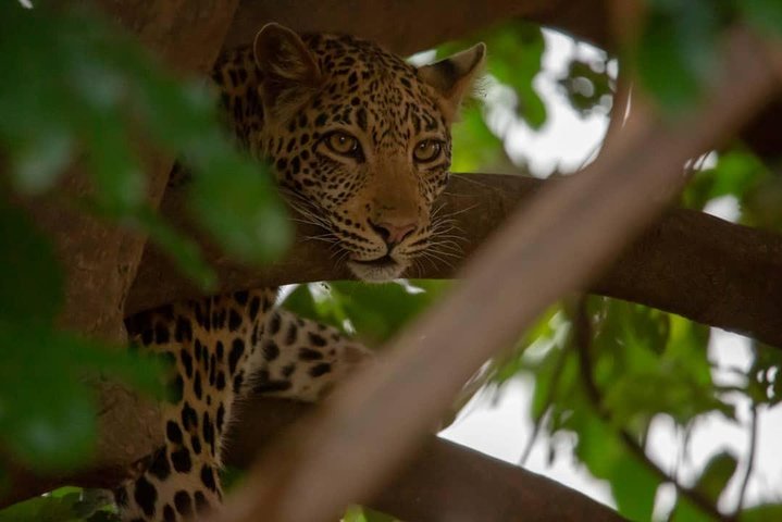 2 Day Wildlife Experience and Masai Culture Mikumi Park - Image 1