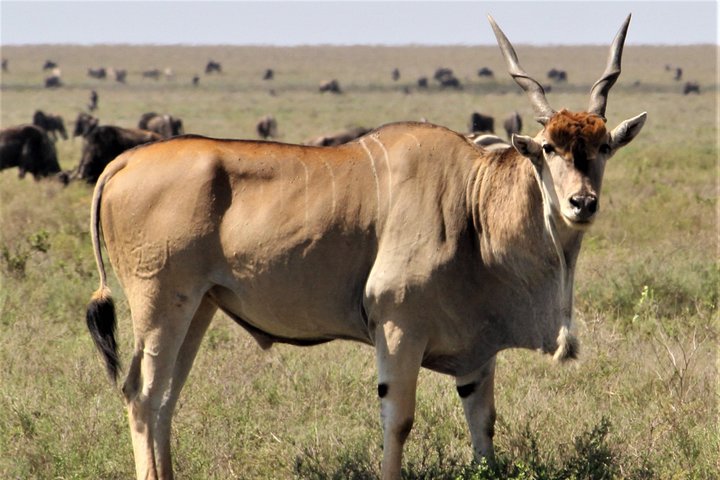 2 Days 1 Night Mikumi National Park from Dar es salaam - Image 3