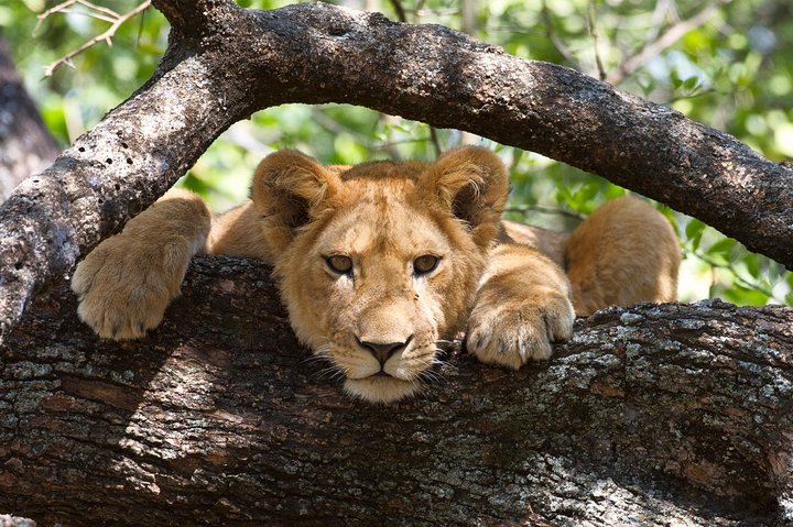 2 Days 1 Night Mikumi National Park from Dar es salaam - Image 4