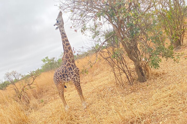 2 Days and 1 Night Mikumi Safari Private Tour - Image 4