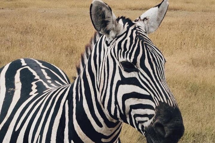 2 Days and 1 Night Mikumi Safari Private Tour - Image 2