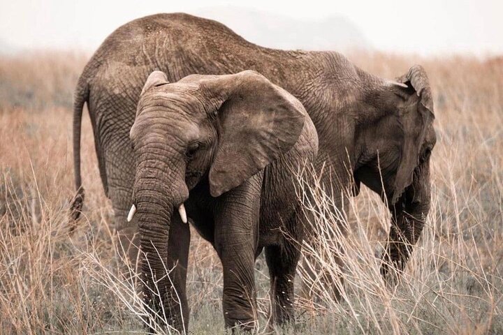 2 Days and 1 Night Mikumi Safari Private Tour - Image 1