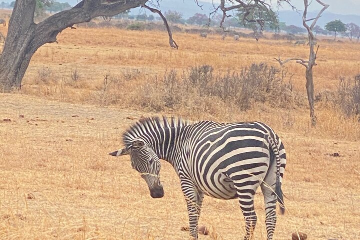 2 Days and 1 Night Mikumi Safari Private Tour - Image 3