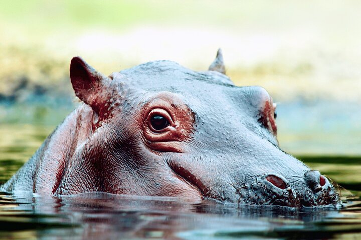 2 Days Private Safari Tour in Mikumi National Park  - Image 5
