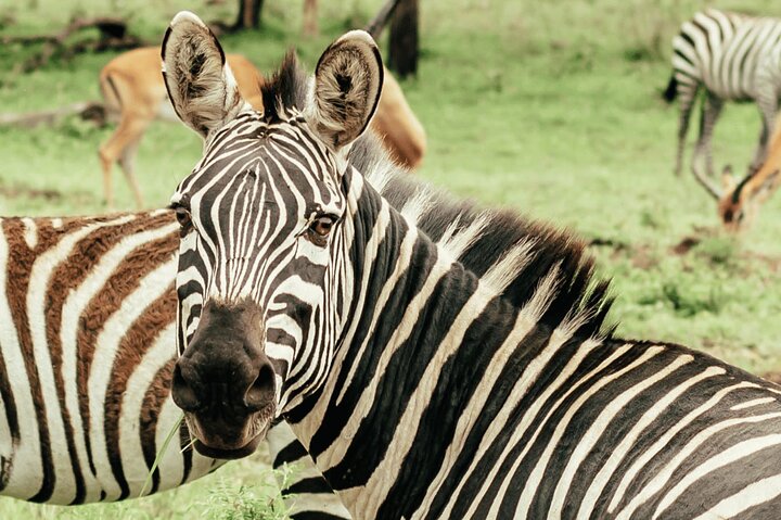2 Days Private Safari Tour in Mikumi National Park  - Image 2