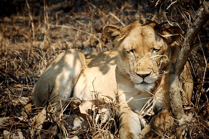 2 Days Private Safari Tour in Mikumi National Park  - Image 1