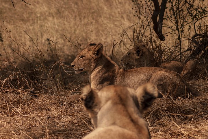 2 Days Safari To Mikumi National Park - Image 1