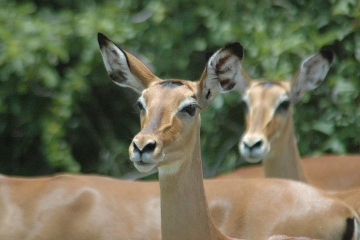 2 Days Safari To Mikumi National Park - Image 2