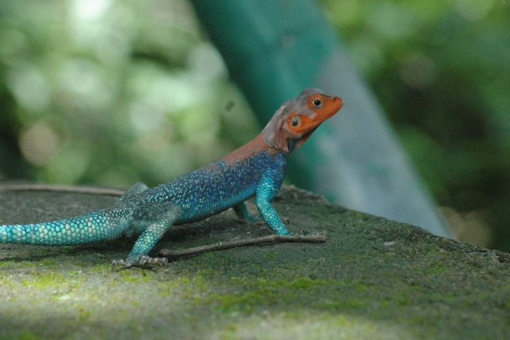 2 Days Safari To Mikumi National Park - Image 3